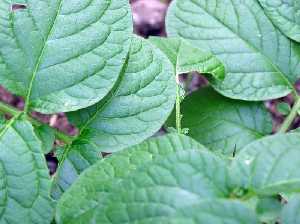 Hojas de planta de boniato [El boniato]