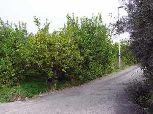 Limoneros 