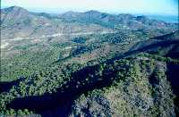 Pinar en el Monte de las Cenizas en  Calblanque