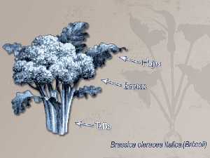 Ilustracin descriptiva de la planta 