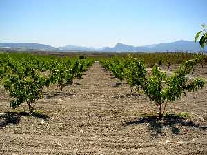 Campo de melocotoneros en primavera [Melocotn]