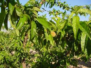 Rama de melocotonero con fruto verde 