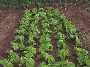 Huerta tradicional con plantacin de acelgas [Acelgas]