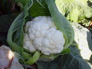 Detalle de coliflor antes de su recoleccin [Coliflor]