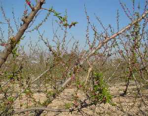 Campo de melocotoneros en flor [Melocotn]