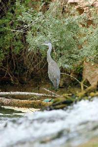 Garza real (Ardea cinerea)