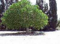 Ficus