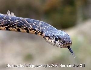 Culebra de Herradura