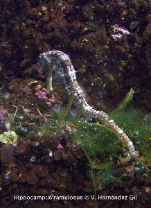 Caballito de Mar