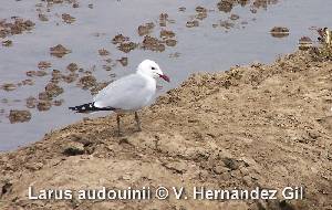 Gaviota de Audouin