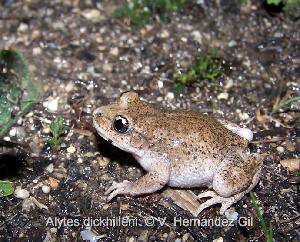 Sapo Partero Btico