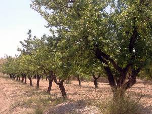 Almendros 