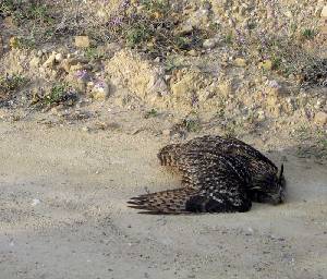 El bho real es otra especie amenazada por los venenos