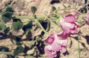 Detalle de las flores del dragoncillo de roca