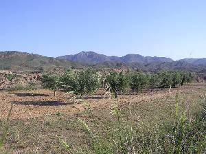 Almendros 