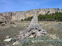 Escarpes de calizas bioclsticas del Mioceno inferior del barranco de Hondares (Moratalla)