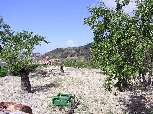 Almendros 