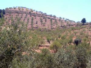 Agricultura de Secano 