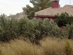 Agricultura de Secano 