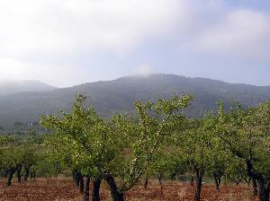 Almendros 