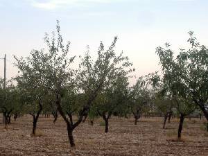 Almendros 