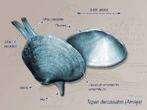 Ilustracin descriptiva 