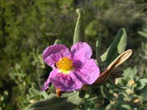 Flor de la jara-estepa. P. R. Sierra del Carche.