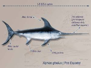 Ilustracin descriptiva 