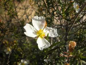 Flor del jaguarzo. P. R. Sierra del Carche.