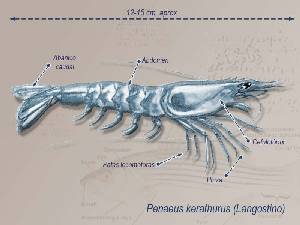 Ilustracin descriptiva 