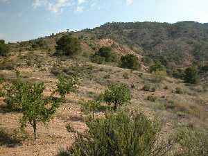 Almendros.