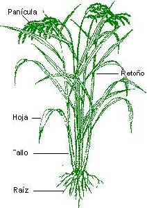 Grfico de la planta de arroz [Arroz]