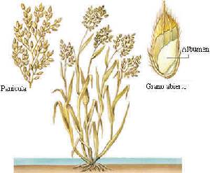 Grfico de la planta de arroz y grano [Arroz]