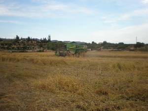 Segadora recolectando el arroz 