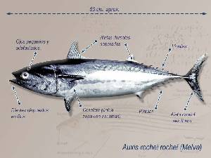 Ilustracin descriptiva 