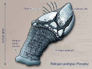 Ilustracin descriptiva 