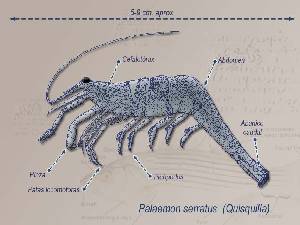 Ilustracin Descriptiva 