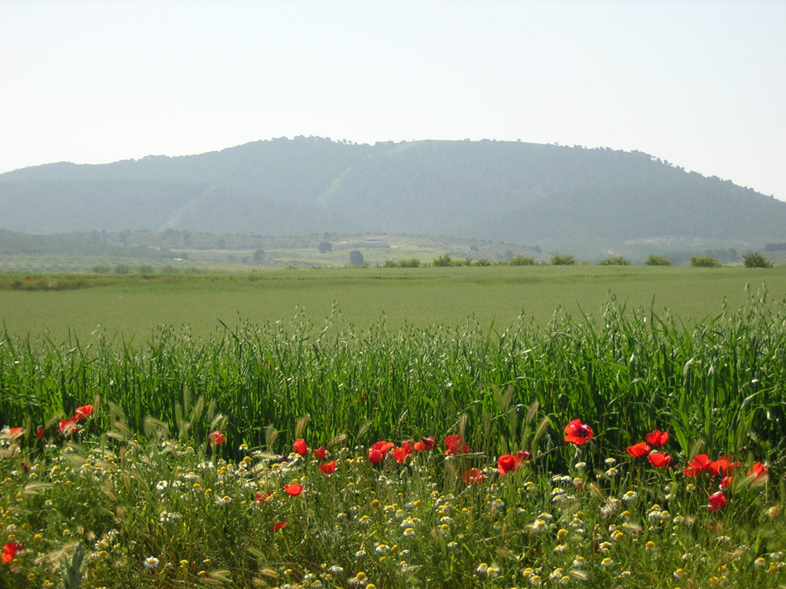 Campo Ricote