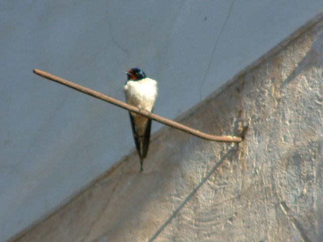 Pajarillo del Tiempo