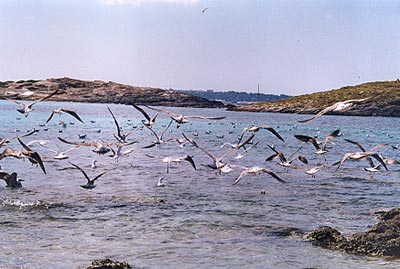 Vuelo de gaviotas en la Isla del Barn