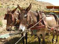 Romeria del Cabezo Gordo