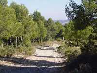 Un camino en mitad de la Sierra del noroeste murciano