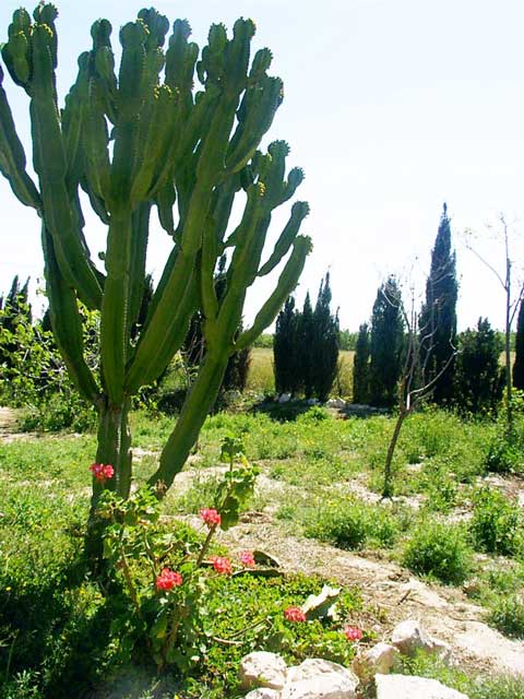 Un bonito Cactus 