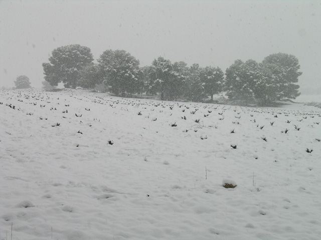 Una gran nevada