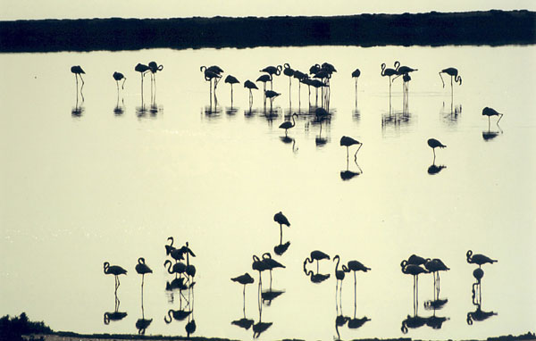 Flamencos o Phoenicopterus Ruber