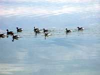 Patos en las salinas