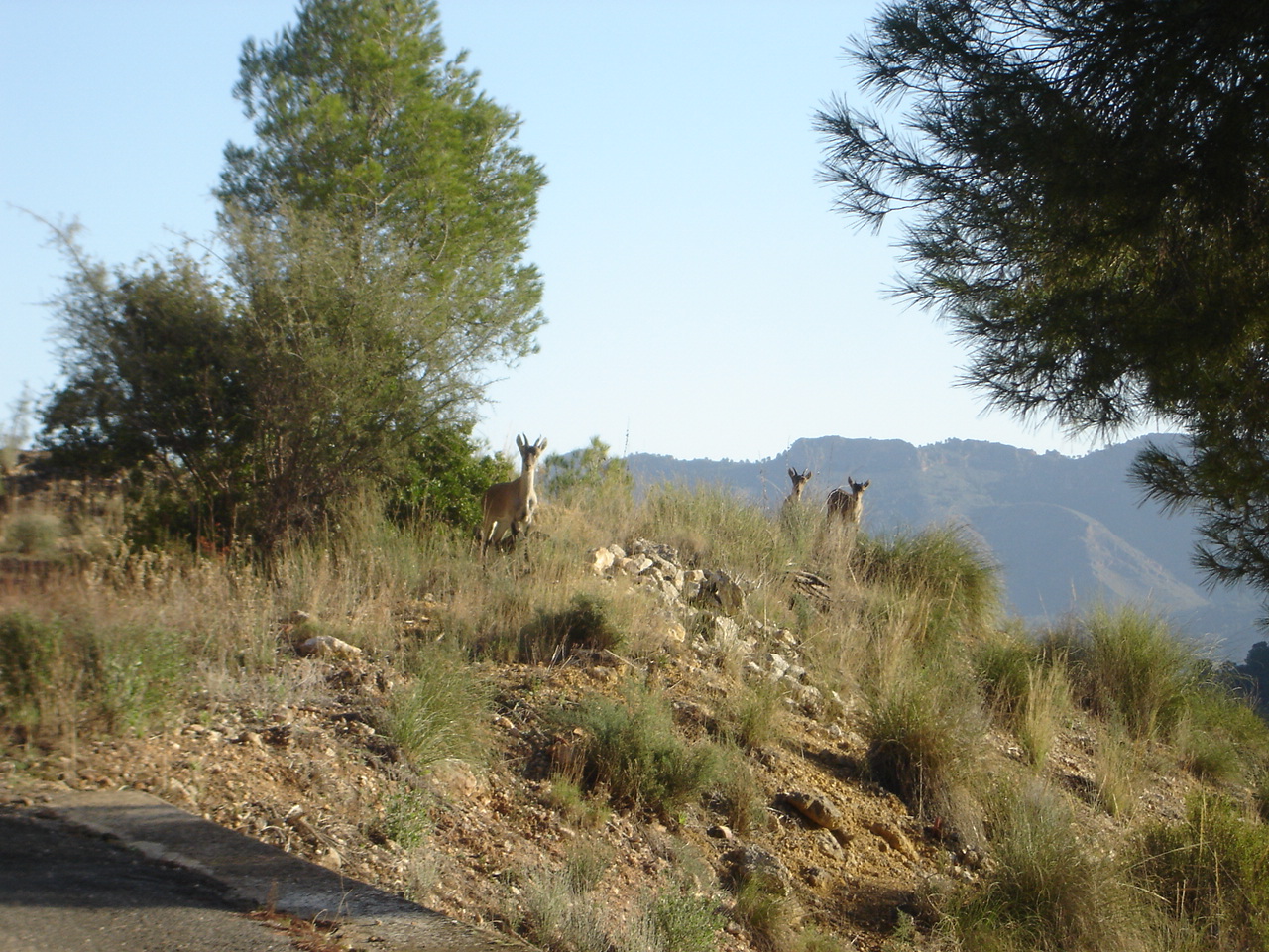 Cabras Montesas