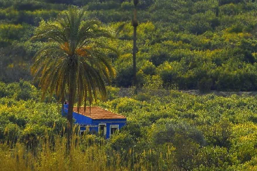 La espectacular vegetacin de Ulea