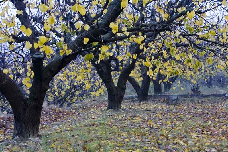 Flores de otoo