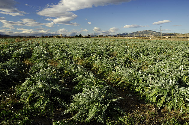 Plantacin de alcachofas en La orica